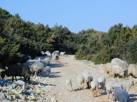 Insel Brač