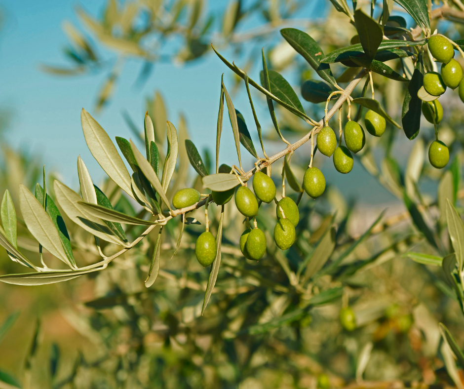 Vodnjan im Herbst: Olivenöl, mediterraner Genuss und drei wunderschöne Ferienhäuser