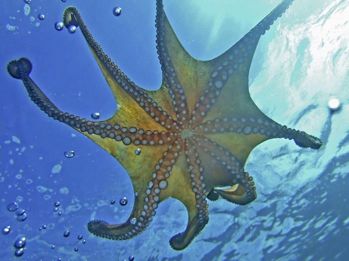 Kindertauchkurse – gesamte Region Kvarner