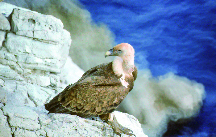 Gänsekopfgeier-Station Beli, Insel Cres