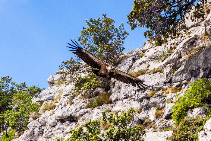 Gänsekopfgeier-Station Beli, Insel Cres - I.D. Riva Tours