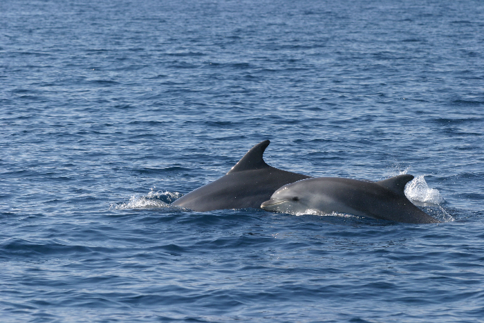 Delfin-Forschungsstation – Veli Lošinj