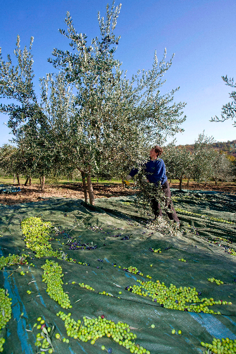 Olivenöl - das flüssige Gold