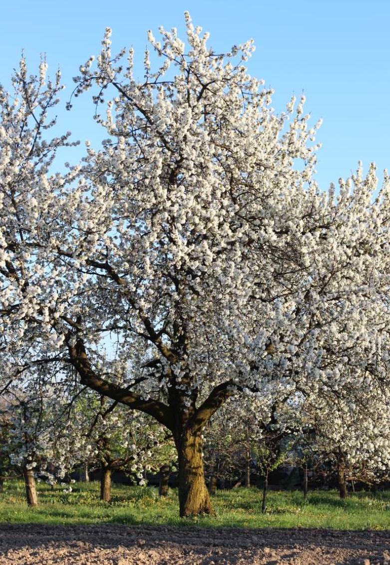 I.D. Riva Tours wünscht Frohe Ostern!