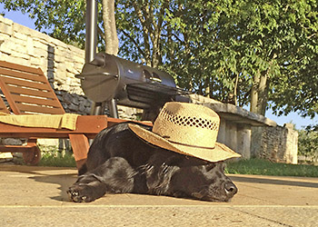 Urlaub mit Hund