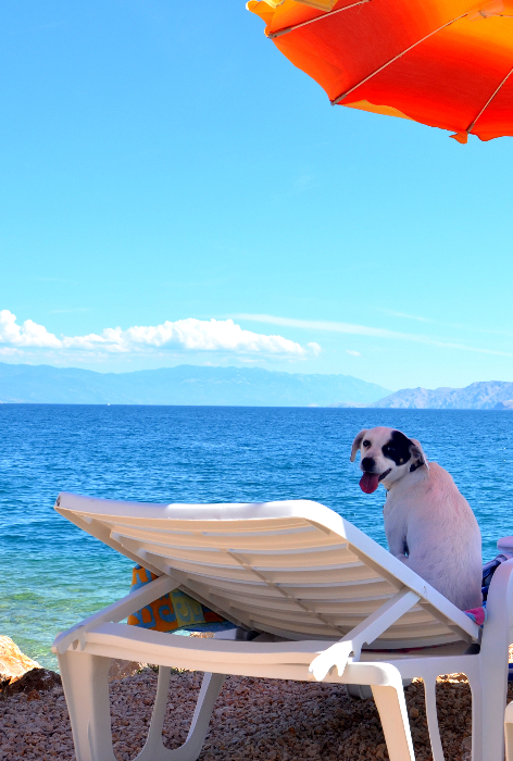 Monty`s Dog Beach & Bar in Crikvenica