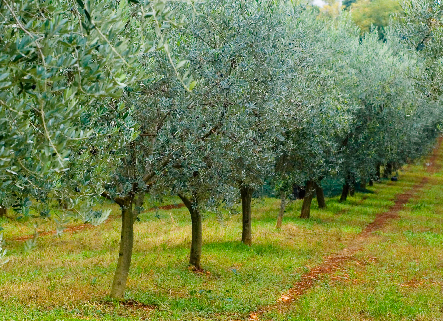 Olivenöl - das flüssige Gold