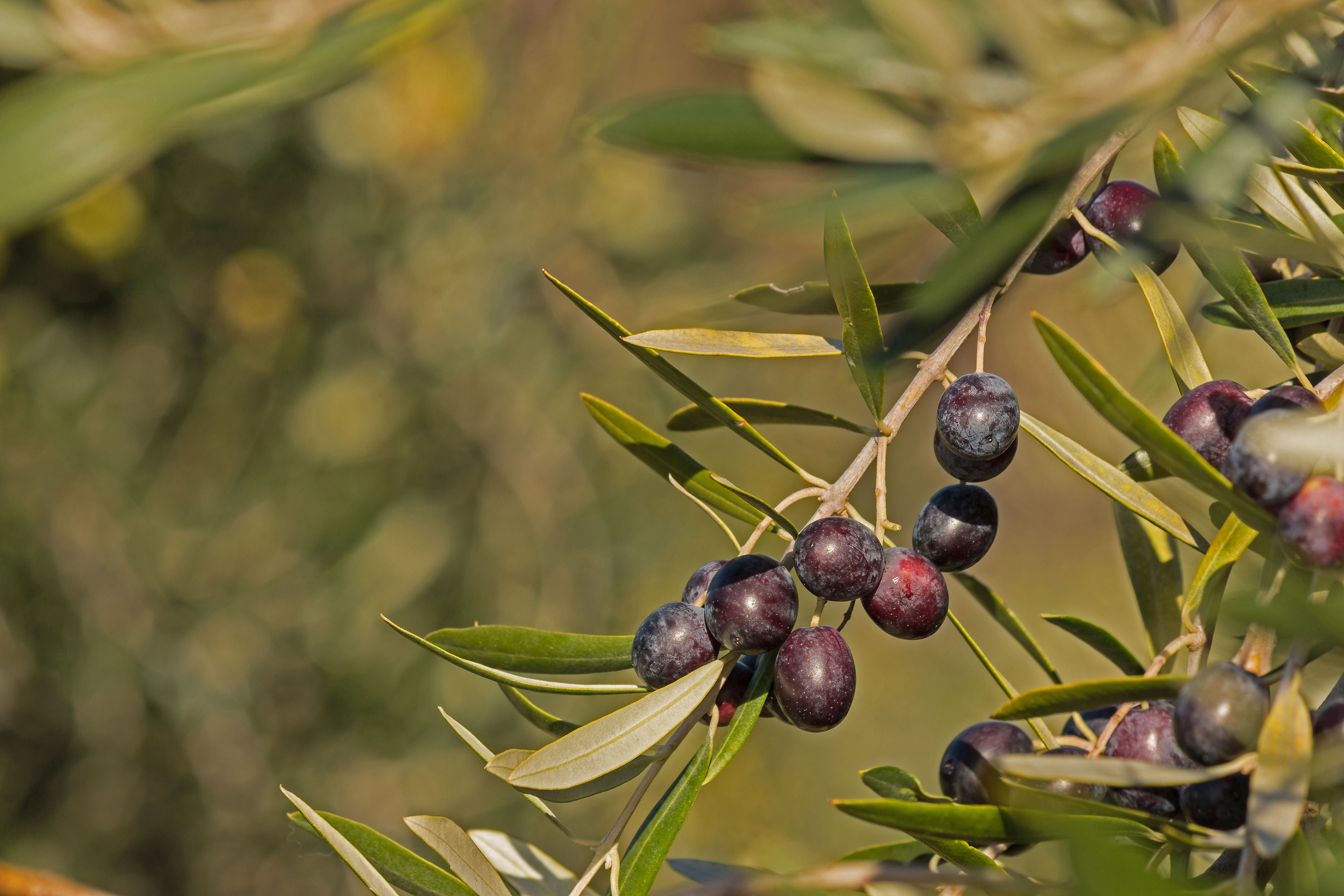 Olivenöl - das flüssige Gold