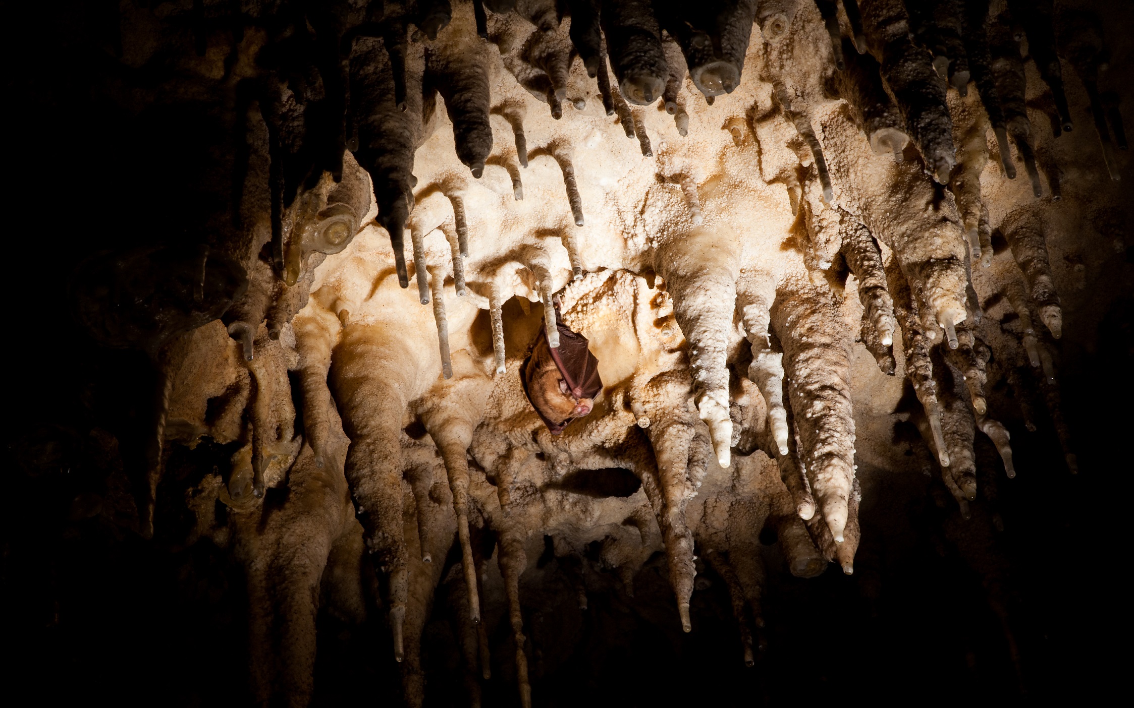 Tropfsteinhöhle Biserujka in Rudine