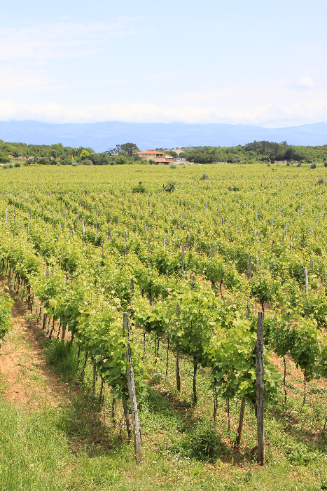 Vrbnik auf Insel Krk